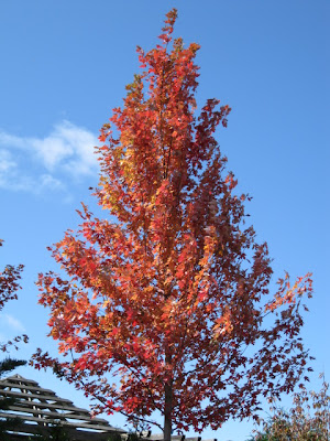 Autumn Blaze maple