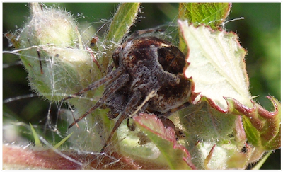Spider-Hiding-In Web-Under-a-Leaf Image