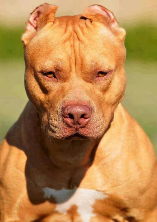 Blog Interessante: Raça Pitbull (cão) - Melhores fotos imagens - Pit bull. American Pit Bull ...