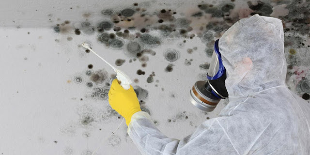Black Mold: A Comprehensive Guide and How to Prevent Its Invasion.