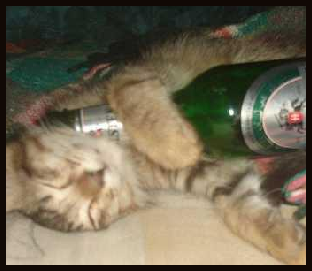 Drunk lolcat 