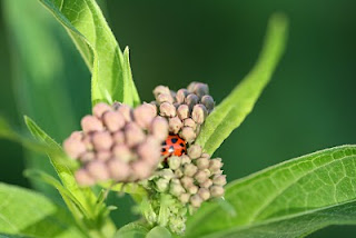 ladybug laying in wait
