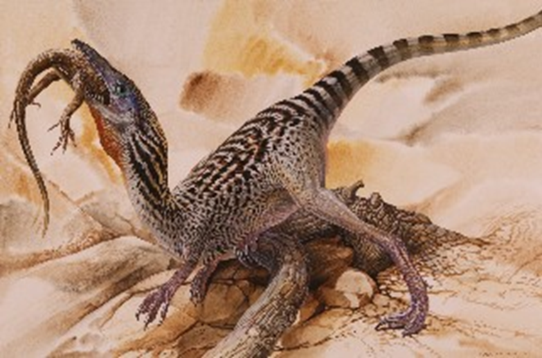 Compsognathus longipes ("mandíbula delicada de patas largas") es la única especie conocida del género extinto Compsognathus de dinosaurio terópodo compsognátido, que vivió a finales del período Jurásico, hace aproximadamente 150 millones de años, en el Titoniense, en lo que hoy es Europa. Los paleontólogos han encontrado dos fósiles bien preservados, uno en Alemania en 1850 y el segundo en Francia casi un siglo después. Muchas presentaciones populares todavía describen Compsognathus como un dinosaurio del tamaño de un gallo debido a lo pequeño del espécimen alemán, que ahora se cree ser una forma juvenil del espécimen francés más grande. Compsognathus es uno de los pocos dinosaurios para los cuales la dieta se sabe con certeza: los restos de ágiles lagartos pequeños, se preservan en los vientres de ambos especímenes. Los fósiles de dientes descubiertos en Portugal pueden ser adicionales del género.