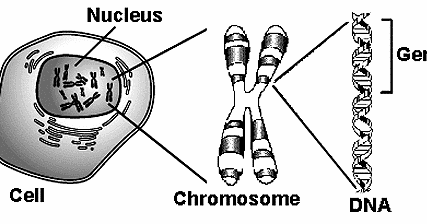 Bioinformatics and Interaction Design: Overview of DNA, genome, gene, RNA, chromosome