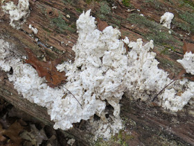 dried up white fungus