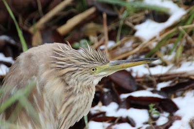 Sompereager - Ralreiger - Ardeola ralloides