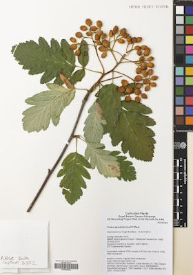 Хедлундия ложнофинская / Рябина ложнофинская (Hedlundia pseudofennica, =Sorbus pseudofennica)