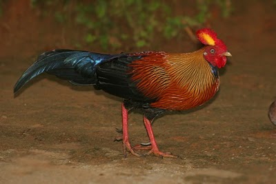  Ayam  Hutan  BIOLOGIPEDIA