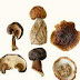 Dried Mushroom Supplier In Trimbak | Wholesale Dry Mushroom Supplier In Trimbak | Dry Mushroom Wholesalers In Trimbak