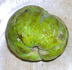 sapote blanco