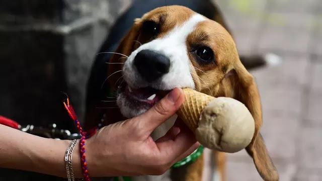 China Kloning Anjing Beagle Secara Massal, untuk Apa?