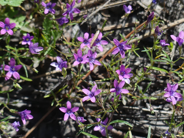 33: little purple flowers