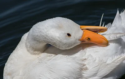 Happy Duck with Canon EOS 7D Mark II - Woodbridge Island 04