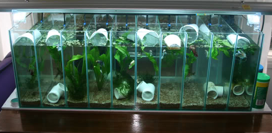  IKAN  LAGA Betta Fish Tanks Bentuk Akuarium  Ikan  Cupang  