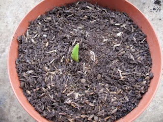 3 Easy Steps Planting Tulips in Pot A Right