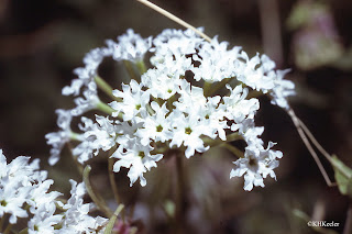 Abronia fragrans, prairie snowball