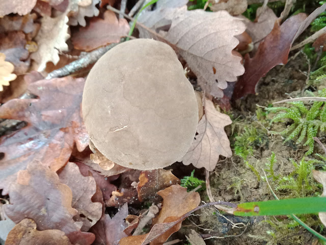 Earthball Scleroderma sp, Vienne, France. Photo by Loire Valley Time Travel.