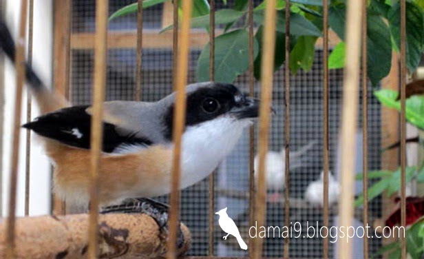 DIJUAL BURUNG PENTET JATENG, RAJIN DAN BANYAK ISIANNYA 