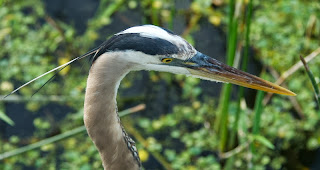 Great Blue Heron (Ardea herodias)