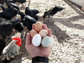 The question of whether the chicken or the egg came first is almost a joke. Creationists have the answer, but it is a problem for evolutionists.