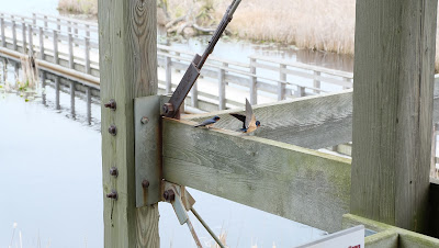 Birds - Point Pelee