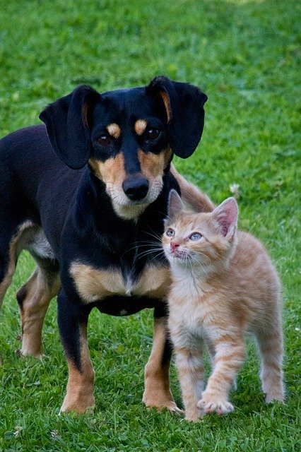 Simply the Best for Your Pet: 10 Wonderful Benefits of Using Natural Dog Care Products