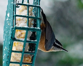 bird on suet feeder