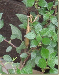 DSC09576