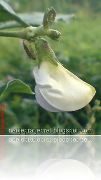 bunga kacang panjang 12
