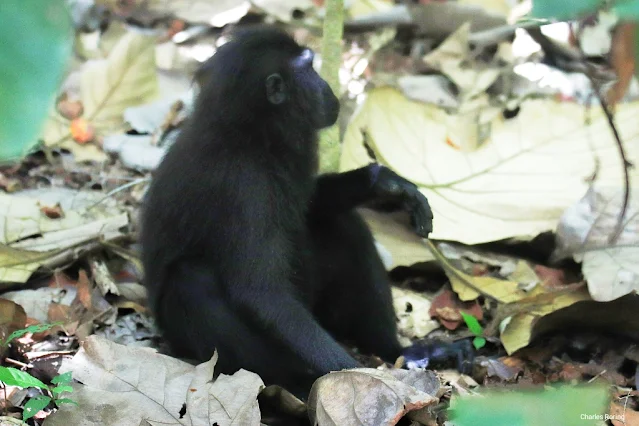 mammals in Tangkoko forest