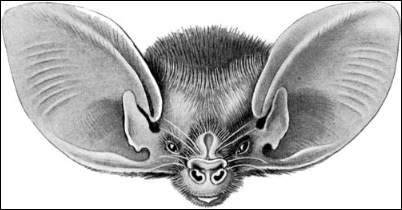 bats