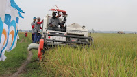 Ratusan Hektare Sawah Petani Mitra PTPN VII Panen Raya 