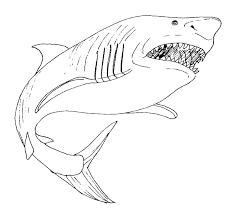 Angry Megalodon Sharks Coloring Pages Animals