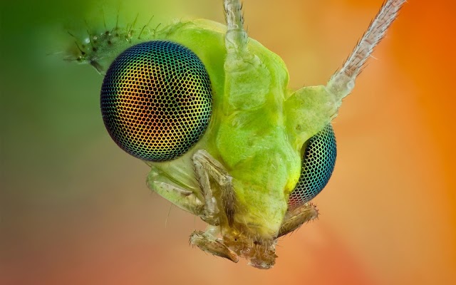 insects wallpapers| best insects wallpapers|insects wallpapers free download