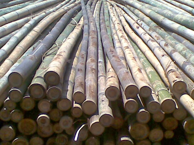  Jual  Bambu 