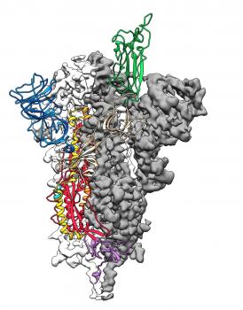 What Atoms is Novel CoronaVirus made of Structure?