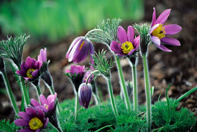 Fotografías e imágenes de flores