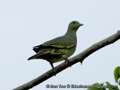 Pink-necked Green-pigeon (Treron vernans)