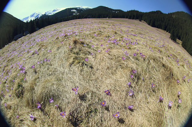 tatry dolina chochołowska krokusy krokus