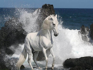 Beautiful Horse Hd Wallpapers 2013