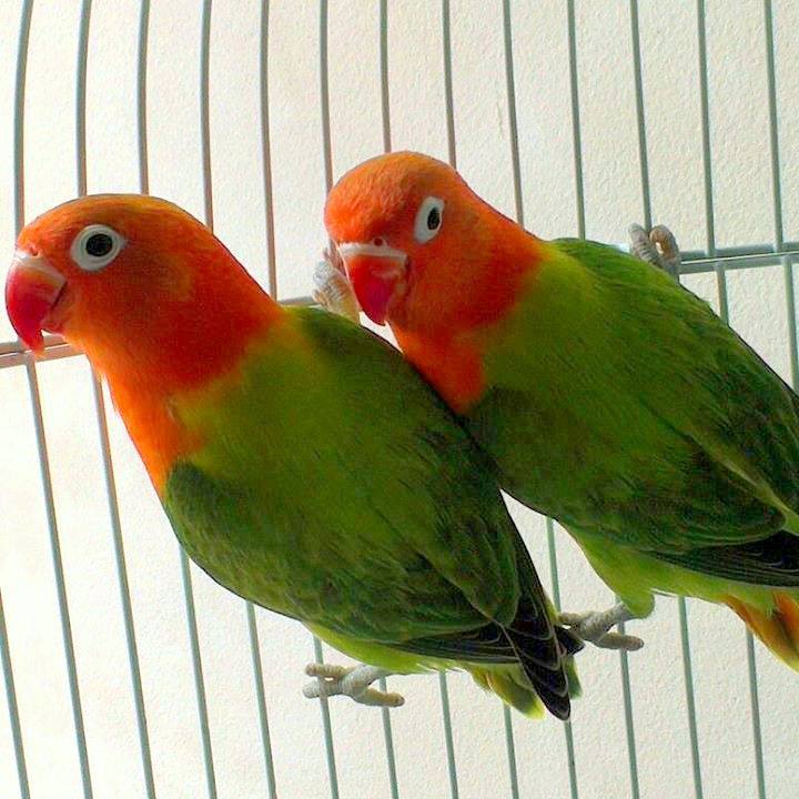 OPALINE FISCHERI LOVEBIRD  BIOLA  Lovebird  lover Indonesia