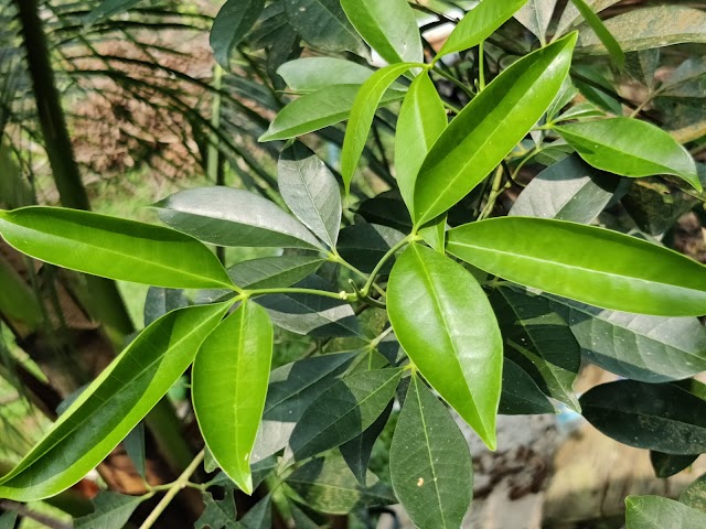 Pokok Tenggek Burung