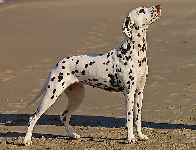 Dalmatian