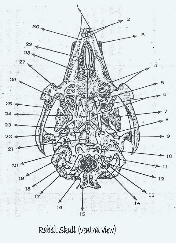skull-rabbit-2