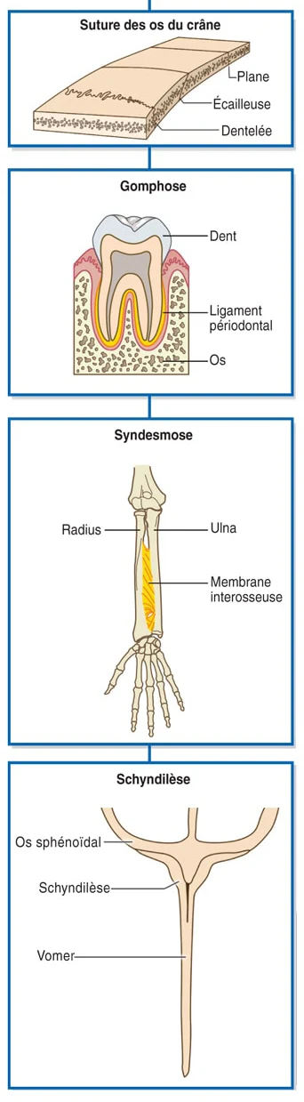 Articulations fibreuses