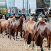Cavalo Crioulo - Programação e inscrições para Expo-Outono de Santa Maria já foram definidas