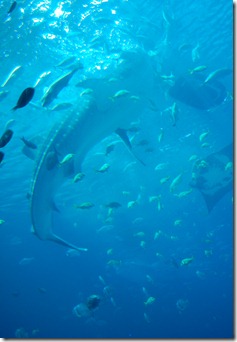 ATL aquarium 071