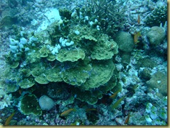 Sponge on Coral