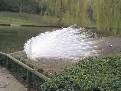 White Peacock - Beautiful Photo Collection...