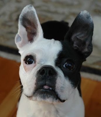 violet face facey boston terrier dog ate cookies